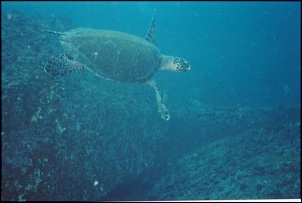 Diving - Tartaruga marinha