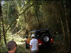 Parado por causa de arvore caida com a chuva