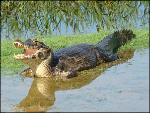 Pantanal Sul-Matogrossense