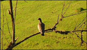 Pombo