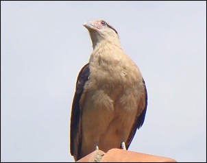 Chimango