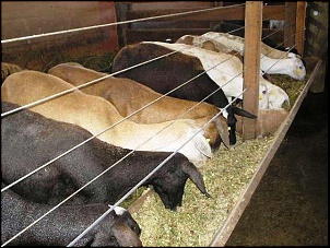 ENGORDANDO AS OVELINHAS PARA O NATAL!