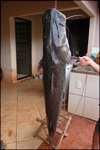 45 kg