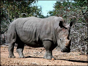 -rhino6.jpg