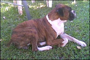 -yoda-posando.jpg