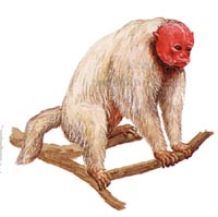 SamuKong Vortec 4.3 V6-uacari.jpg