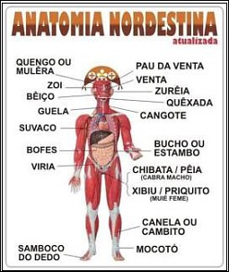 -anatomia.jpg