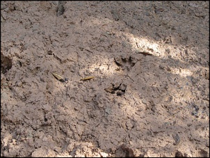 Engesa F3 Edu - Jabiraca-trilha-6.jpg