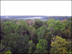 Aonde Vamos Chegar ...-amazonia_na_regiao_de_manaus_807.jpg