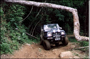 Para Os Amantes De Fotografia-ilhabela-jipe-e-arvore.jpg