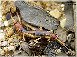 Para Os Amantes De Fotografia-011.-lacraia-jovem-scolopendra-sp.-.jpg