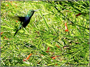 Para Os Amantes De Fotografia-010.-beija-flor.jpg