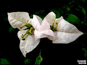 Para Os Amantes De Fotografia-001.-bougainville.jpg