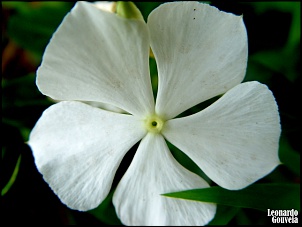 Para Os Amantes De Fotografia-003.-vinca.jpg