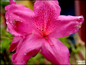 Para Os Amantes De Fotografia-006.-azaleia.jpg
