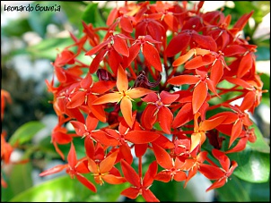 Para Os Amantes De Fotografia-012.-flor.jpg