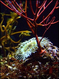 Para Os Amantes De Fotografia-aquario1.jpg