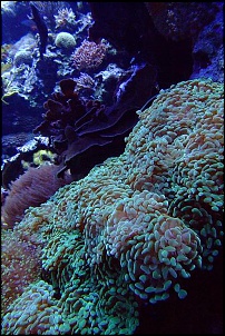 Para Os Amantes De Fotografia-aquario2.jpg