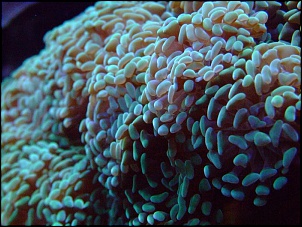 Para Os Amantes De Fotografia-aquario4.jpg