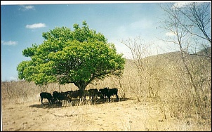 Para Os Amantes De Fotografia-sombra_juazeiro.jpg
