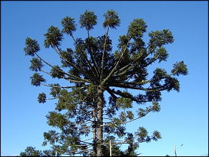 Para Os Amantes De Fotografia-gramado-023.jpg