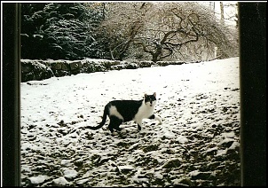 Para Os Amantes De Fotografia-gato.jpg