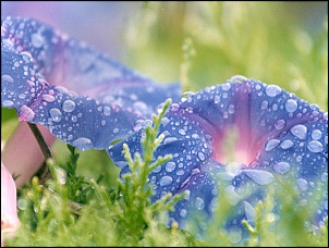 Para Os Amantes De Fotografia-lilas.jpg
