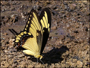Para Os Amantes De Fotografia-fazenda-148.jpg