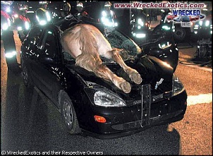 &quot;coisas estranhas&quot;-weird187_148.jpg