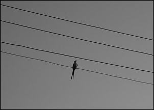 Para Os Amantes De Fotografia-dsc_0345.jpg