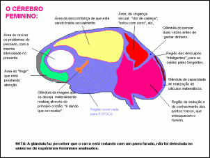 -cerebro1fem_175.gif