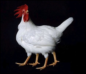 POR QUE O FRANGO ATRAVESSOU ESTRADA?-galinha4_134.jpg
