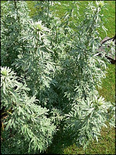 -240px-artemisia_absinthium_p1210748-1-.jpg