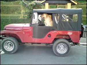 -jeepdog.jpg