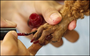 -pedicuree.jpg