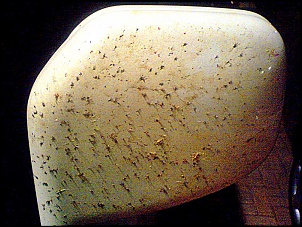 Clube Pajero IO/TR4...-insect-killer2.jpg