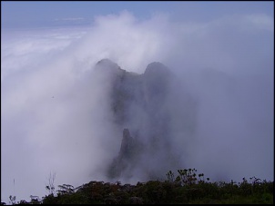 -macela1_06.jpg