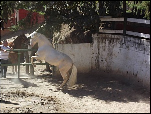 -haras.jpg