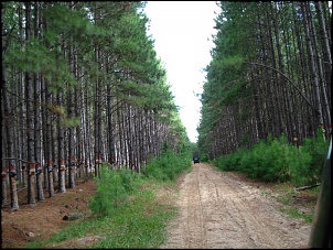 Passeios E Trilhas Leves No Sul-pinos.jpg