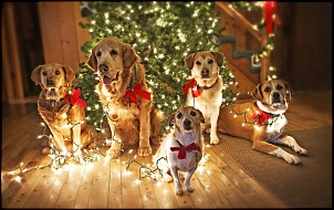 Oroch-dogs-near-christmas-tree.jpg