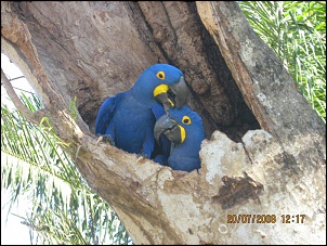-pantanal-ii-031.jpg