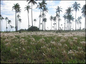 Dicas para uma viagem ao sul da Bahia (Cumuruxatiba)-img_4641.jpg