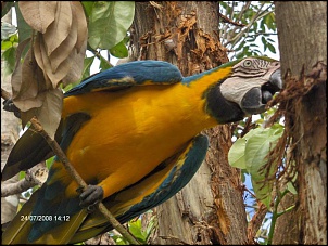 Viagem de SP ate MS ou MT em Novembro 2008-pantanal-selvagem-2008-223.jpg