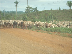 -sele-o-350-.jpg