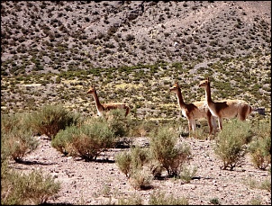 Norte da Argentina (Salta, Purmamarca, Cafayate) e Chile (Atacama) em 10 dias-cuesta-lipan4.jpg