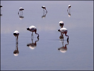 Norte da Argentina (Salta, Purmamarca, Cafayate) e Chile (Atacama) em 10 dias-spa-r-n-flamingos-2.jpg