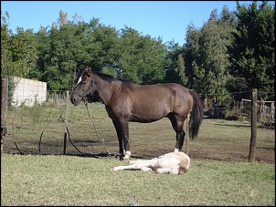 -terra-gaucha-sem-acento.jpg