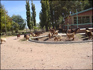 -cabrito.jpg