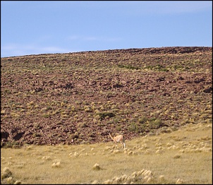 -guanaco.jpg