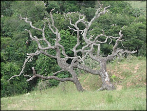 -candeia1.jpg